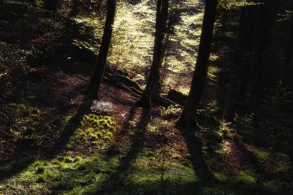 在森林里阳光明媚的日子里玩光影游戏 — 图库照片