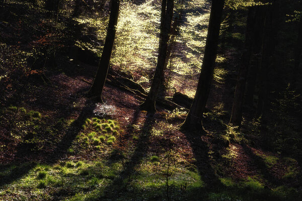 Play of light and shadow on a sunny day in the forest