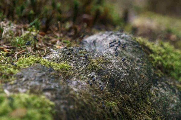 Myror Som Löper Trädrötter Täckta Med Mossa Skogen — Stockfoto