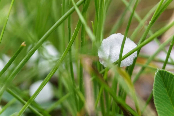 Detalhe Granizo Com Grama Primavera — Fotografia de Stock