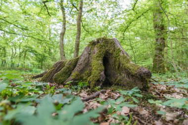 Yaşlı ağaç kütüğü ve kökleri, gün ışığında ormanda yosunla kaplanmış.