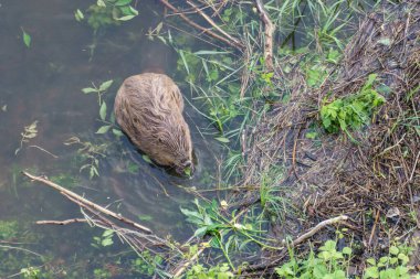 Nehirdeki kunduzun yeşil bitkilerle yüksek açılı görüntüsü