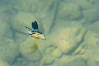 Açık kanatlı mavi yusufçuk temiz bir nehirde yapraklar üzerinde sörf yapıyor ve yerde taşlar var.
