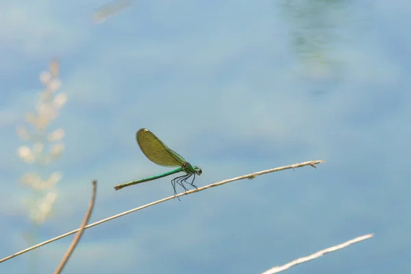 Зеленый Желтый Стрекоза Сидит Лезвии Желтой Травы Воды — стоковое фото