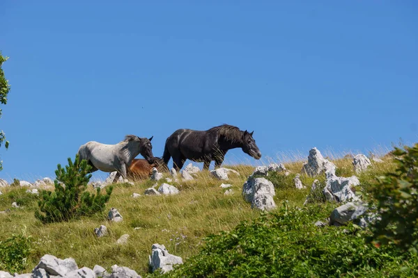 Horses Walking Mountain Ridge Croatia — Stock Photo, Image