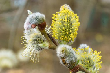 Ağaç dalındaki bir bahar tomurcuğunun ayrıntıları