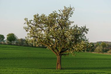İlkbaharda, altın güneş ışığında, tarımsal bir tarlada çiçek açan elma ağacı, Eifel, Almanya