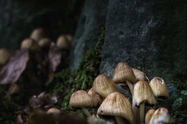 Kayanın üzerinde siyah yosunlu mantarların makro fotoğrafı.