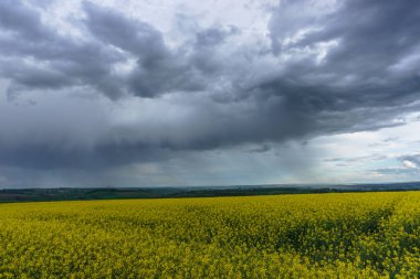Tarım tarlası üzerinde yağmur ve fırtına bulutları, sarı tecavüz, Eifel, Almanya