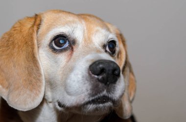 Yaşlı av köpeği kameraya bakıyor.