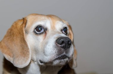 Yaşlı av köpeği kameraya bakıyor.