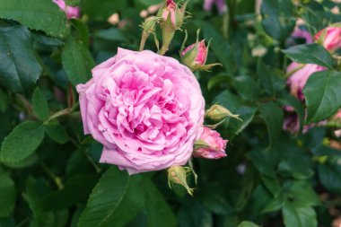 Yeşil arka planlı, çiçek açan bir gülün başı.