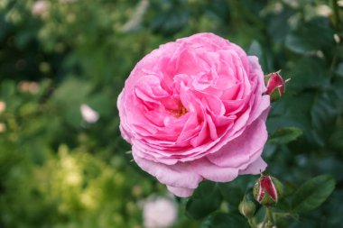 Yeşil arka planlı, çiçek açan bir gülün başı.