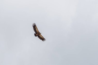 Voltaj bulutlu gri gökyüzünde uçuyor