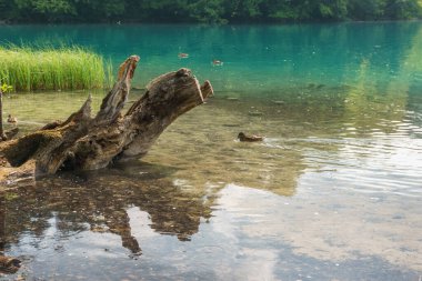Hırvatistan 'ın Plitvice Gölleri Ulusal Parkı' nda çim ve ölü ağaçla turkuaz sularda yüzen ördek