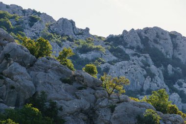 Yaz aylarında Pakistan Ulusal Parkı, Velebit, Hırvatistan ve Avrupa 'da ağaçlar güneş ışığıyla aydınlanıyor.