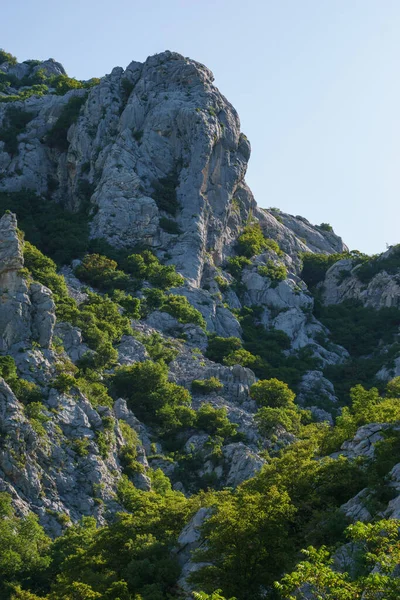Yaz aylarında Pakistan Ulusal Parkı, Velebit, Hırvatistan ve Avrupa 'da ağaçlar güneş ışığıyla aydınlanıyor.