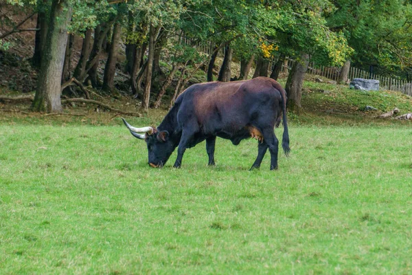 Vaca Preta Com Chifres Grandes Prado Verde — Fotografia de Stock