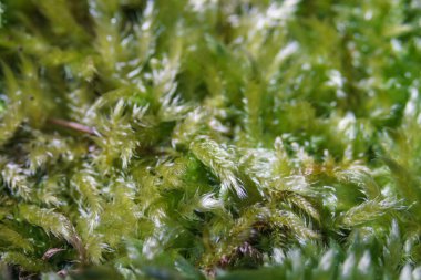 Yosun dokulu yüzeyinin aşırı detayı