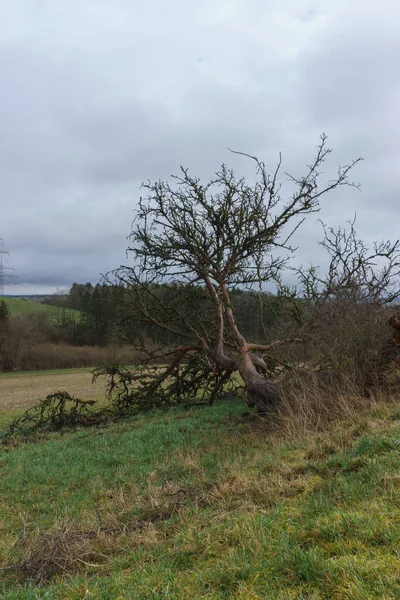 Çayırda Devrilmiş Bir Ağacın Olduğu Kırsal Alan — Stok fotoğraf