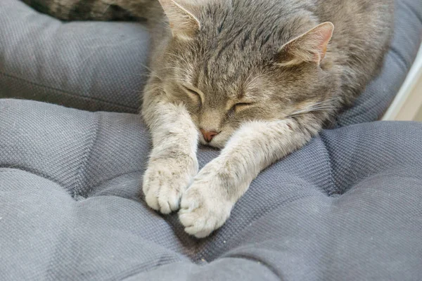 Cute Sleeping Cat Laying Blue Pillow — Stock Photo, Image