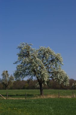 Güzel bir çayırda yapayalnız açan elma ağacı.