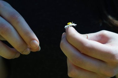 Yaprak toplayan genç bir kadının ellerinde beyaz papatya