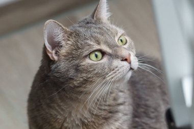 Evcil kedinin portresi merakla yukarı bakıyor.