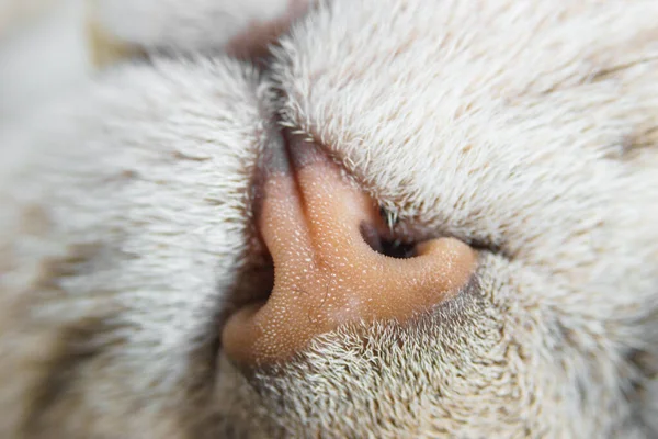 Macro Close Pink Nose Grey Furry Cat — Stock Photo, Image