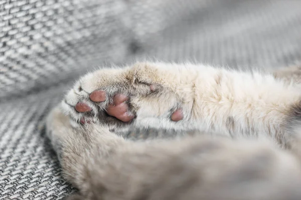 灰色花纹面料上灰色猫爪的特写 — 图库照片