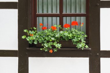 Muensterland, Almanya 'da inşa edilmiş bir evin pencere eşiğinde kırmızı çiçekler.