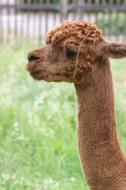 Kafasında saman ve arka planında çit olan çayırdaki kahverengi alpaka portresi.