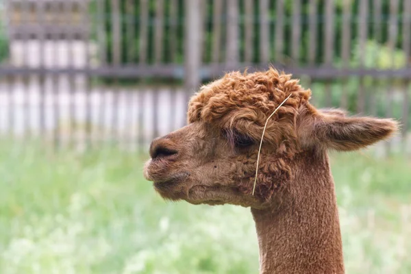 Kafasında saman ve arka planında çit olan çayırdaki kahverengi alpaka portresi.