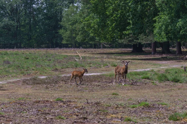 Deux Chèvres Debout Dans Lande Avec Sentier Randonnée Menant Outre — Photo