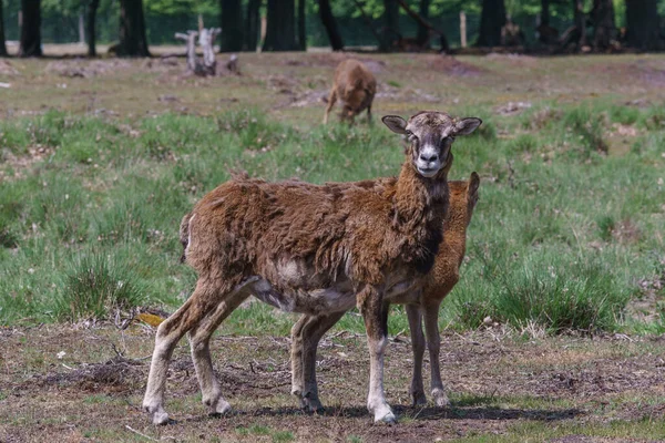 Geten Står Hedmark Gräs Tecklenburger Land Tyskland — Stockfoto