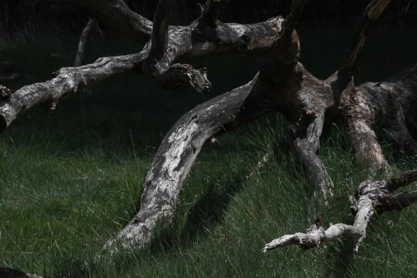 Près Arbre Gris Mort Tombé Avec Des Ombres Claires Sombres — Photo