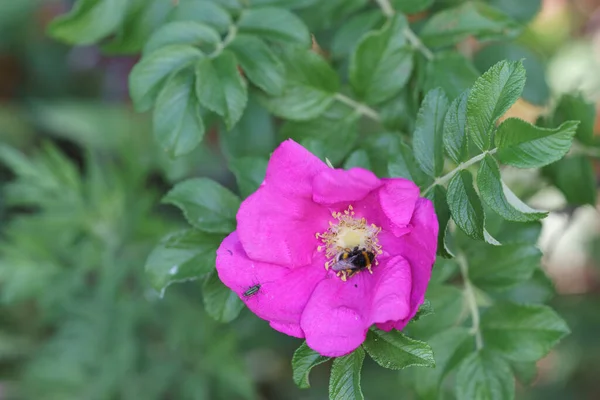 Una Abeja Humilde Gorda Buscando Néctar Una Flor Rosa Floreciente — Foto de Stock