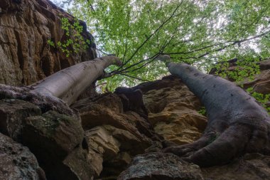 Sarı kumtaşı bir kayanın içinden alçak açılı iki güçlü ağaç çıkıyor.