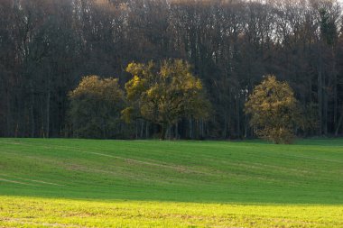 İlkbaharın başlarında bir ormanın önünde altın güneş ışığıyla kaplanmış bir grup ağaç.