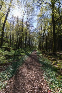 İlkbaharda güneş ışığıyla aydınlanan ve dalların arasından parlayan doğal ormandaki patika.