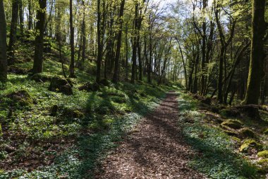 İlkbaharda güneş ışığıyla aydınlanan ve dalların arasından parlayan doğal ormandaki patika.