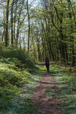 Kadın yürüyüşçü, ilkbaharda ağaçların arasından parlayan güneş ışığıyla aydınlatılan doğal ormanlarda yaya olarak yürür.