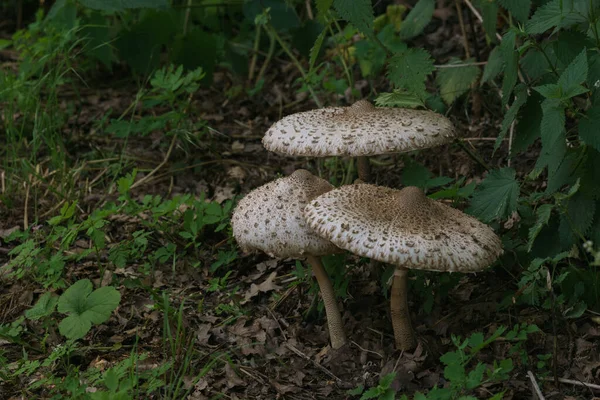 Três Cogumelos Guarda Sol Grama Lado Uma Estrada Chlorophyllum Rhacodes — Fotografia de Stock