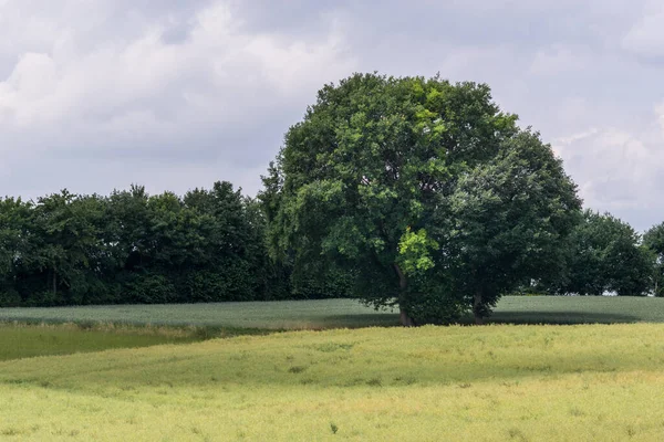 Одинокое Большое Дерево Плоском Желтом Поле — стоковое фото