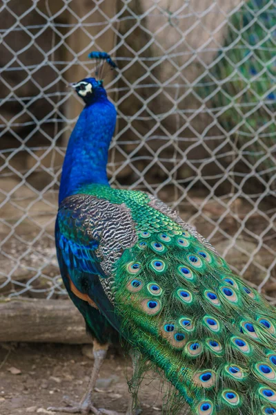 Colorful Green Blue Patterned Adult Male Peacock — Stock Photo, Image