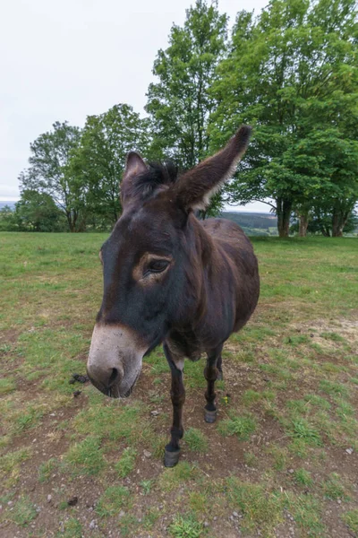 Nahaufnahme Eines Einsamen Braunen Esels Auf Einer Grünen Weide Mit — Stockfoto