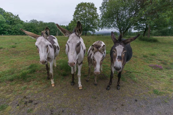 Porträt Einer Gruppe Von Vier Eseln Auf Einer Grünen Weide — Stockfoto