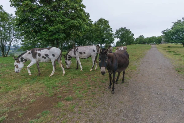 Grupo Três Burros Pasto Verde Além Caminho Para Caminhadas Com — Fotografia de Stock