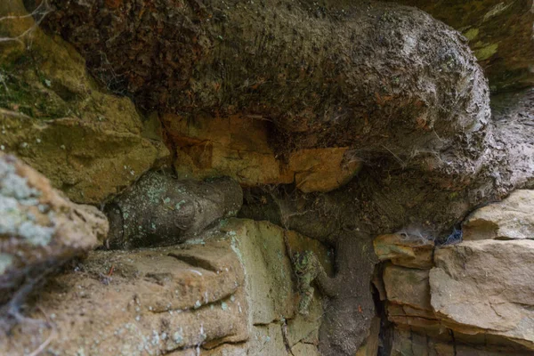 Wurzeln Eines Baumes Der Rissen Eines Sandsteinfelsens Wächst — Stockfoto