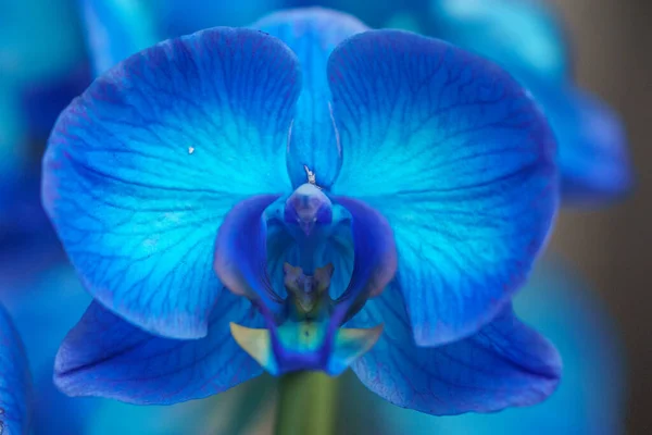 Detalhe Flor Azul Orchid Luz Brilhante — Fotografia de Stock